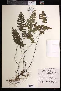 Adiantum latifolium image