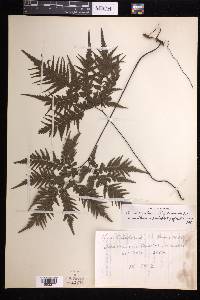 Adiantum aneitense image