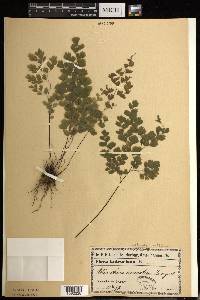 Adiantum raddianum image