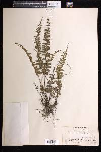 Adiantum caudatum image