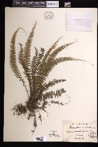 Adiantum caudatum image