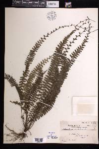 Adiantum caudatum image