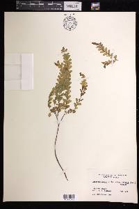 Adiantum patens image