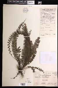 Adiantum caudatum image