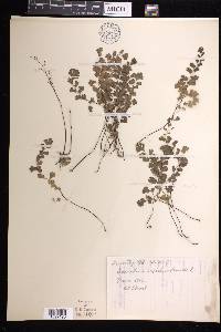 Adiantum capillus-veneris image