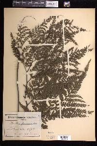 Adiantum formosum image