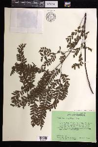 Adiantum aneitense image