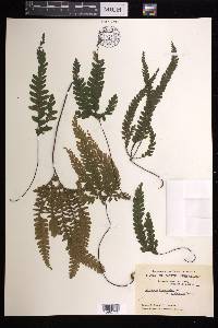 Adiantum hispidulum image