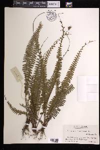 Adiantum caudatum image