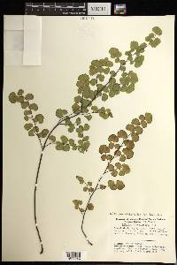 Adiantum chilense image