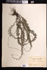 Adiantum caudatum image