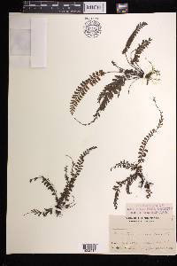 Adiantum caudatum image