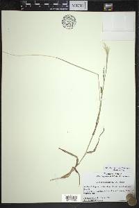 Bothriochloa laguroides image