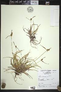 Carex viridula subsp. brachyrrhyncha image