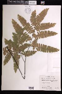 Adiantum polyphyllum image