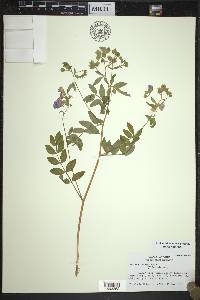 Polemonium reptans image