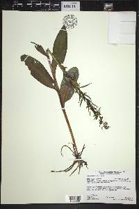 Coeloglossum viride image