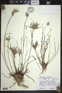 Juncus alpinoarticulatus image