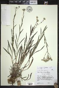 Solidago ptarmicoides image