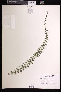 Adiantum caudatum image