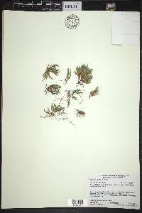 Selaginella rupestris image