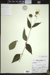 Helianthus decapetalus image