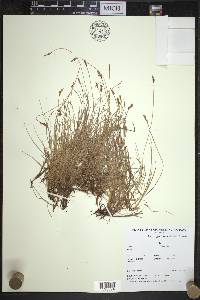 Carex glareosa image
