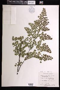 Adiantum raddianum image