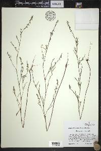 Polygonum douglasii image