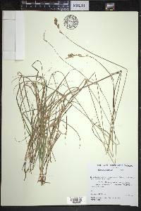 Carex praticola image