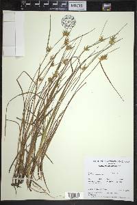 Carex michauxiana image