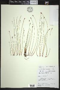 Eleocharis macrostachya image