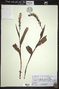 Platanthera flava image