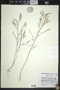 Polygonella articulata image