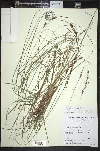 Carex nigra image