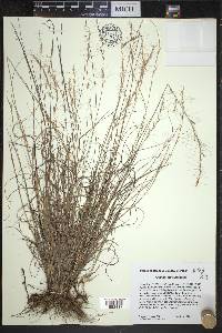 Aristida purpurascens image