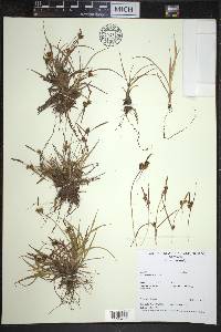 Carex viridula image