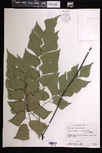 Adiantum trapeziforme image