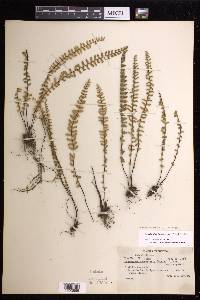 Myriopteris aurea image