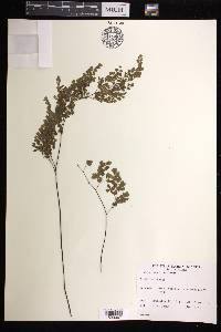 Adiantum raddianum image