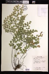 Adiantum tenerum image