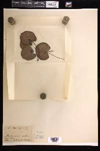 Adiantum reniforme image