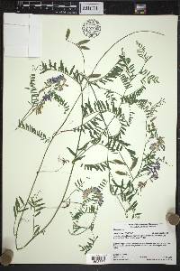 Vicia cracca image