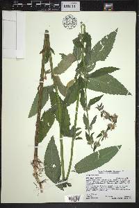 Stachys hispida image