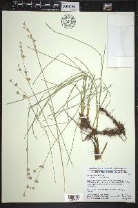 Juncus longistylis image