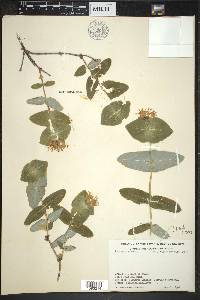 Lonicera dioica image