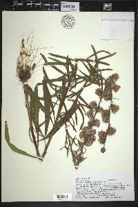 Liatris aspera image