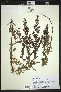 Lechea mucronata image