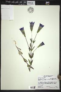 Gentianopsis crinita image