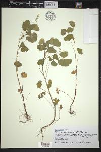 Oxalis grandis image